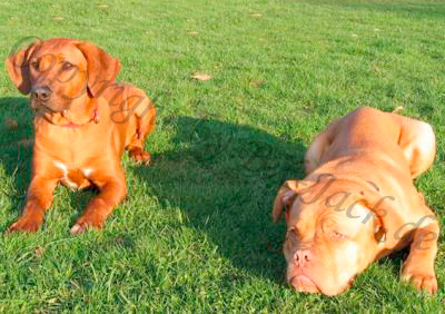 Pelle und ich auf einer Wiese