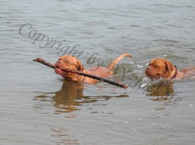 Stöckchen aus dem Wasser holen
